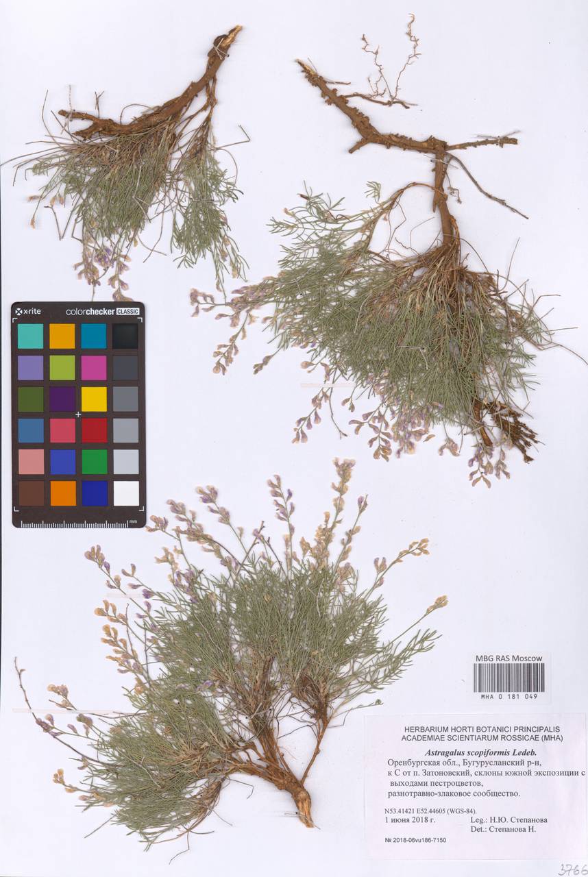 Astragalus scopaeformis Ledeb., Восточная Европа, Восточный район (E10) (Россия)