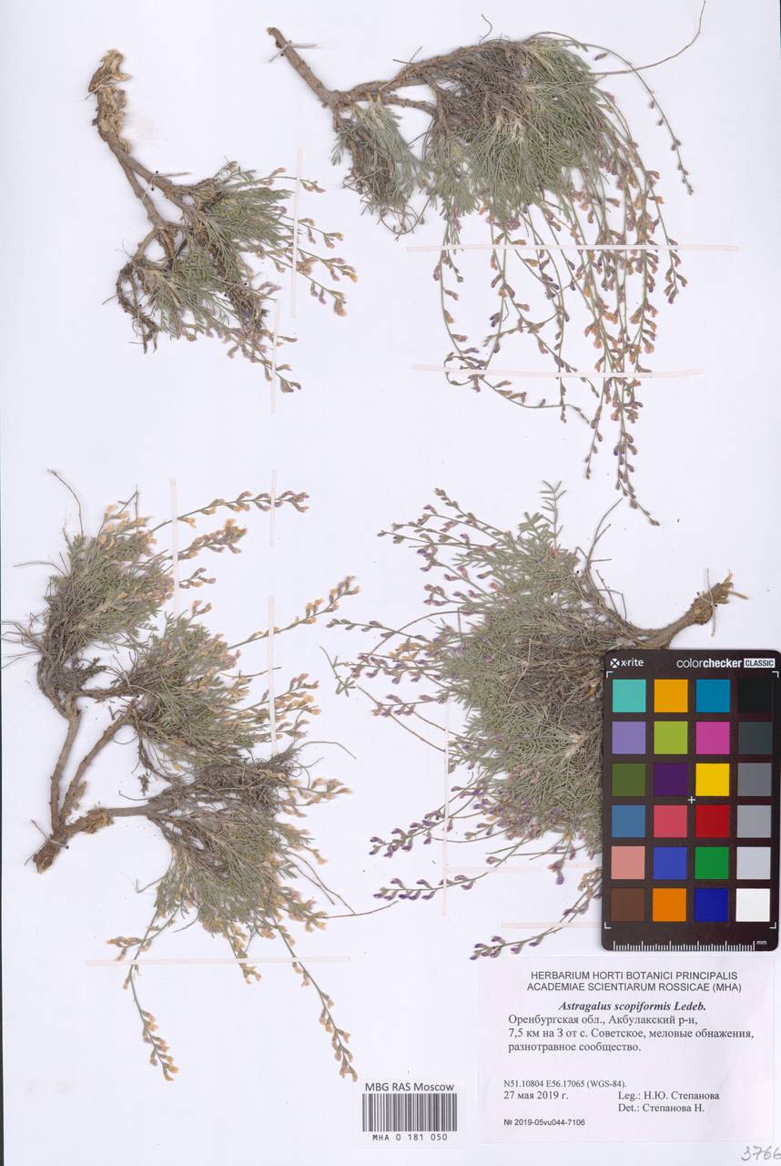 Astragalus scopaeformis Ledeb., Восточная Европа, Восточный район (E10) (Россия)