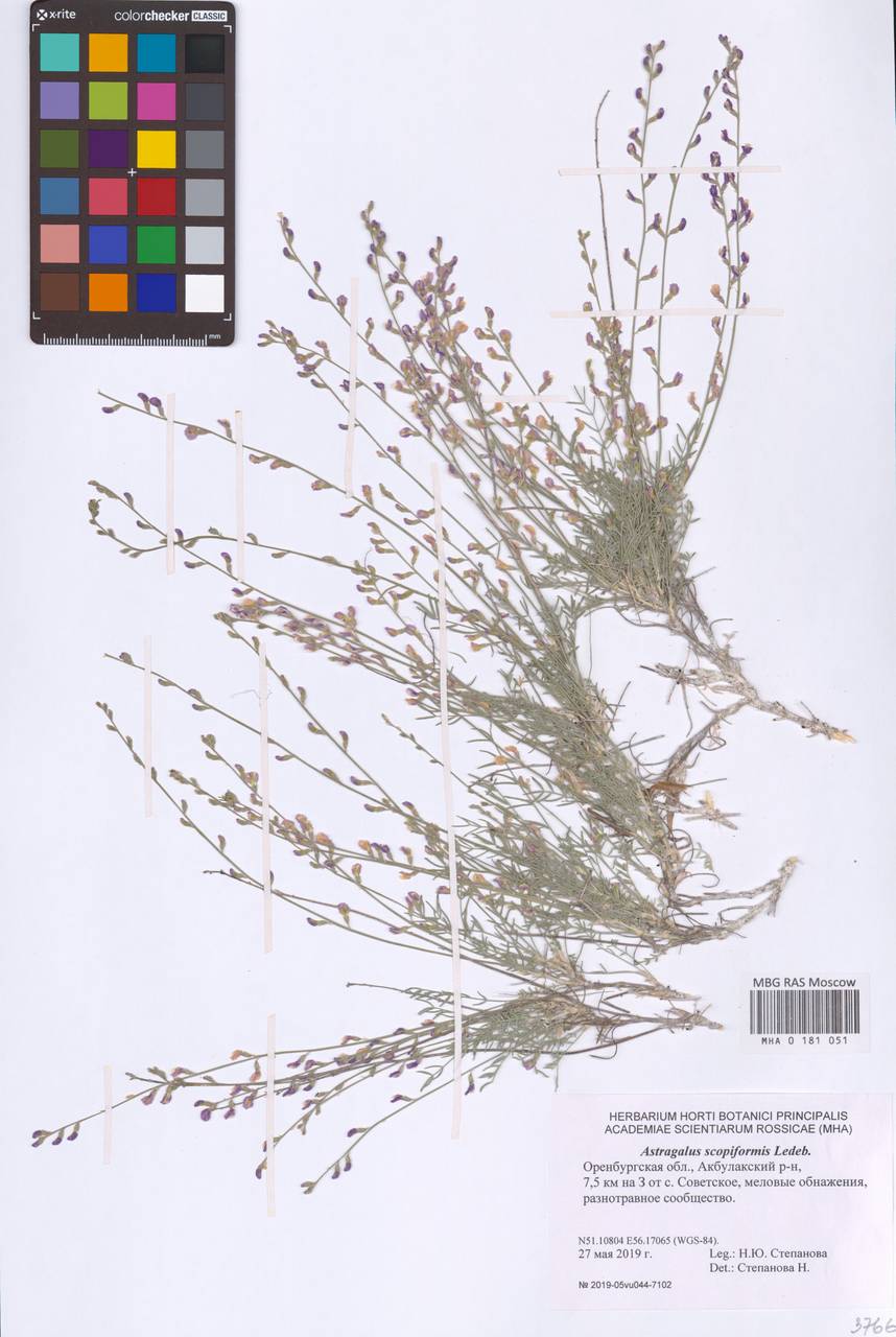 Astragalus scopaeformis Ledeb., Восточная Европа, Восточный район (E10) (Россия)