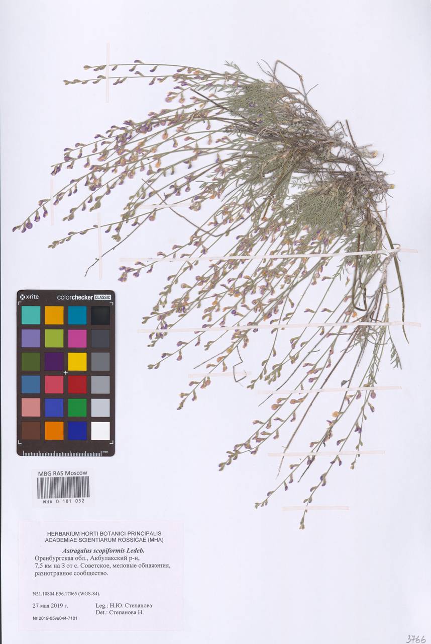 Astragalus scopaeformis Ledeb., Восточная Европа, Восточный район (E10) (Россия)