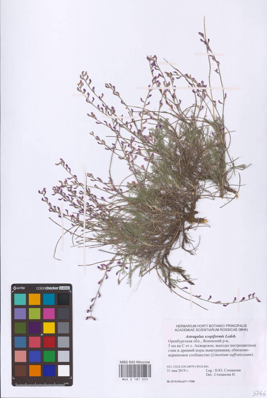 Astragalus scopaeformis Ledeb., Восточная Европа, Восточный район (E10) (Россия)