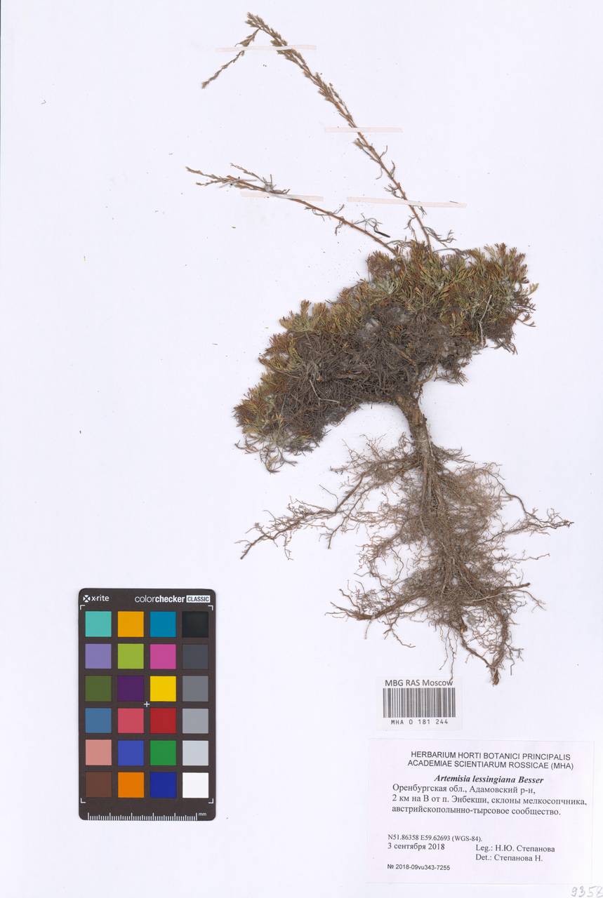 Полынь Лессинга Besser, Восточная Европа, Восточный район (E10) (Россия)