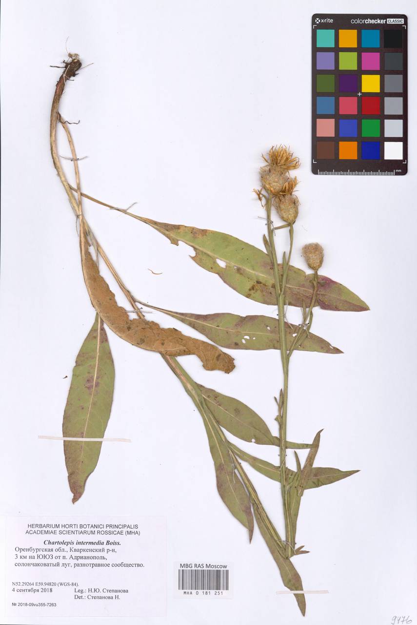 Centaurea glastifolia subsp. glastifolia, Восточная Европа, Восточный район (E10) (Россия)