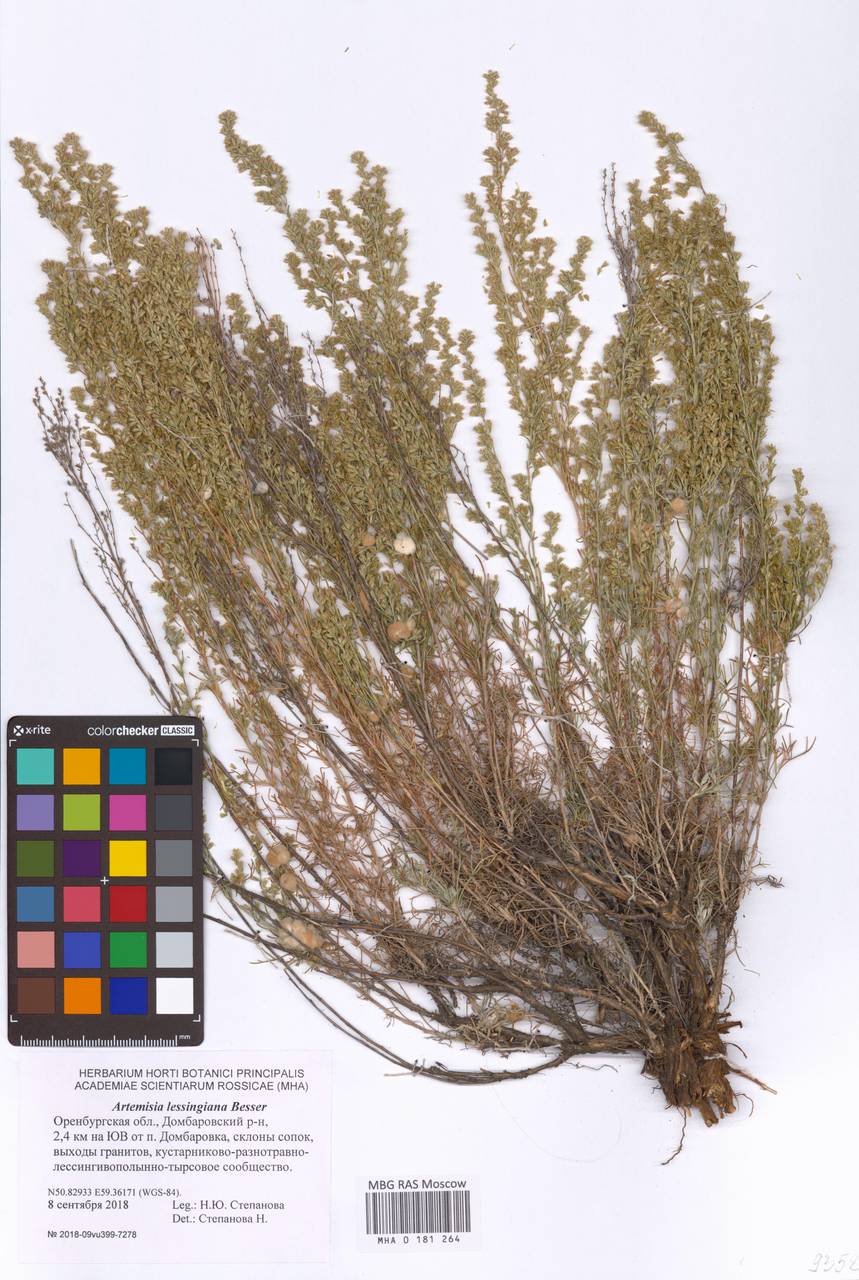 Полынь Лессинга Besser, Восточная Европа, Восточный район (E10) (Россия)