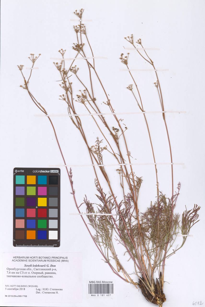 Конский фенхель Ледебура (G. Don), Восточная Европа, Восточный район (E10) (Россия)