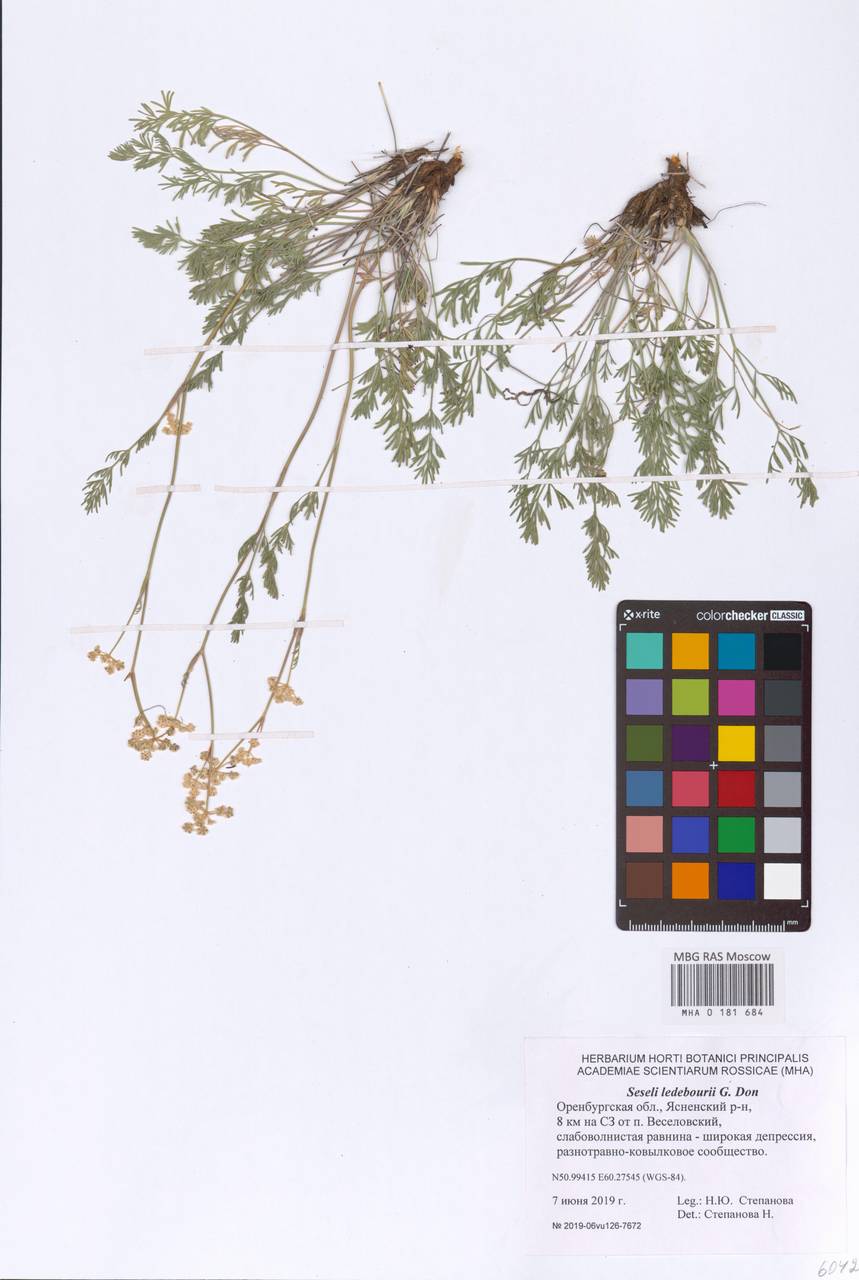 Конский фенхель Ледебура (G. Don), Восточная Европа, Восточный район (E10) (Россия)