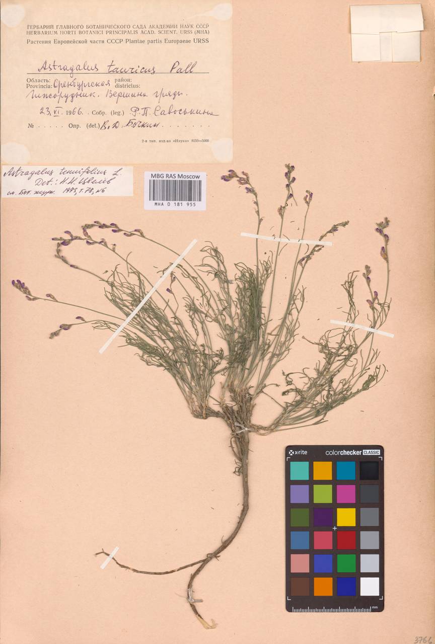 Astragalus scopaeformis Ledeb., Восточная Европа, Восточный район (E10) (Россия)