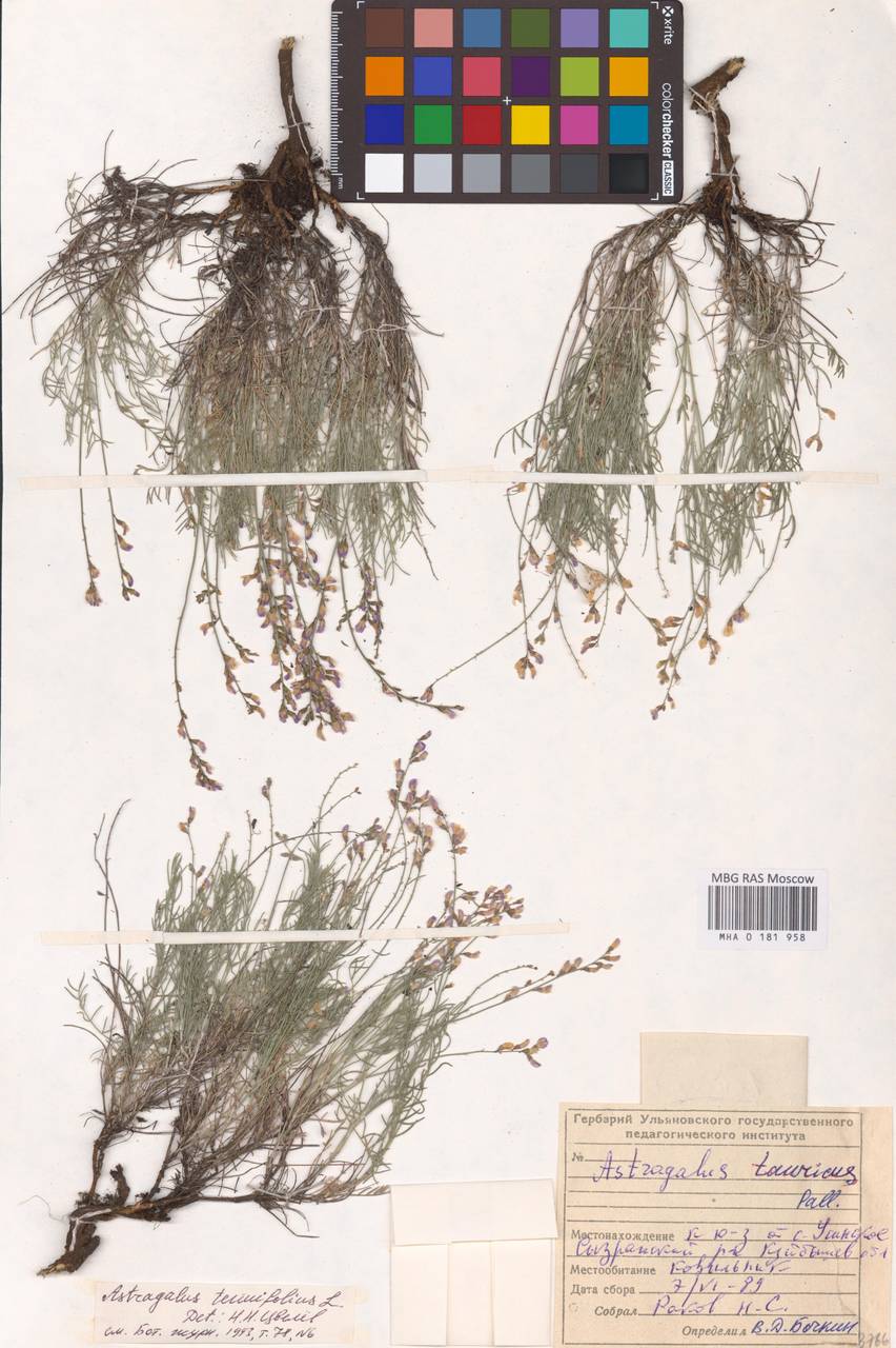 Astragalus scopaeformis Ledeb., Восточная Европа, Средневолжский район (E8) (Россия)
