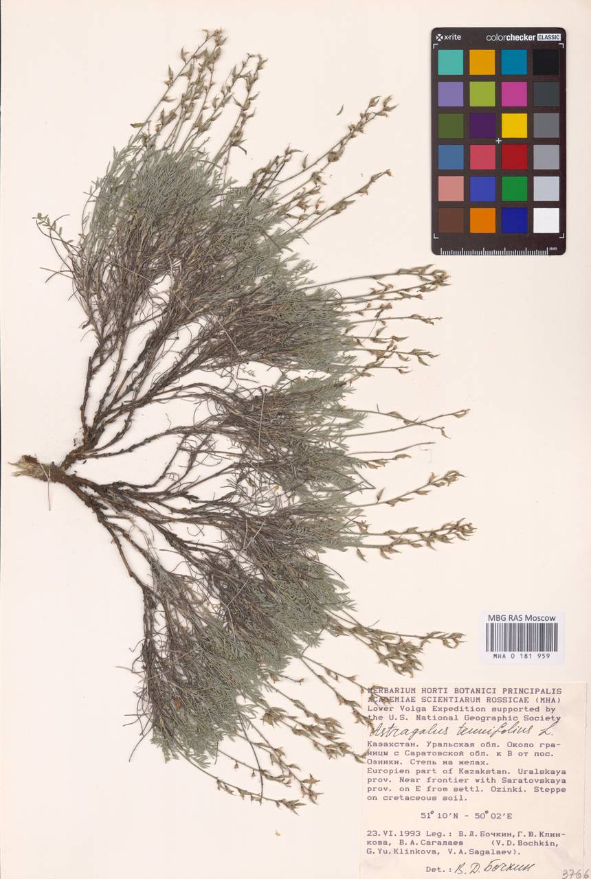 Astragalus scopaeformis Ledeb., Средняя Азия и Казахстан, Прикаспийский Устюрт и Северное Приаралье (M8) (Казахстан)