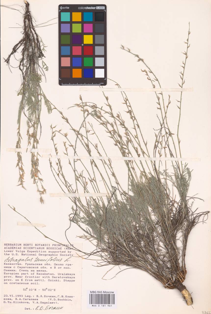 Astragalus scopaeformis Ledeb., Средняя Азия и Казахстан, Прикаспийский Устюрт и Северное Приаралье (M8) (Казахстан)