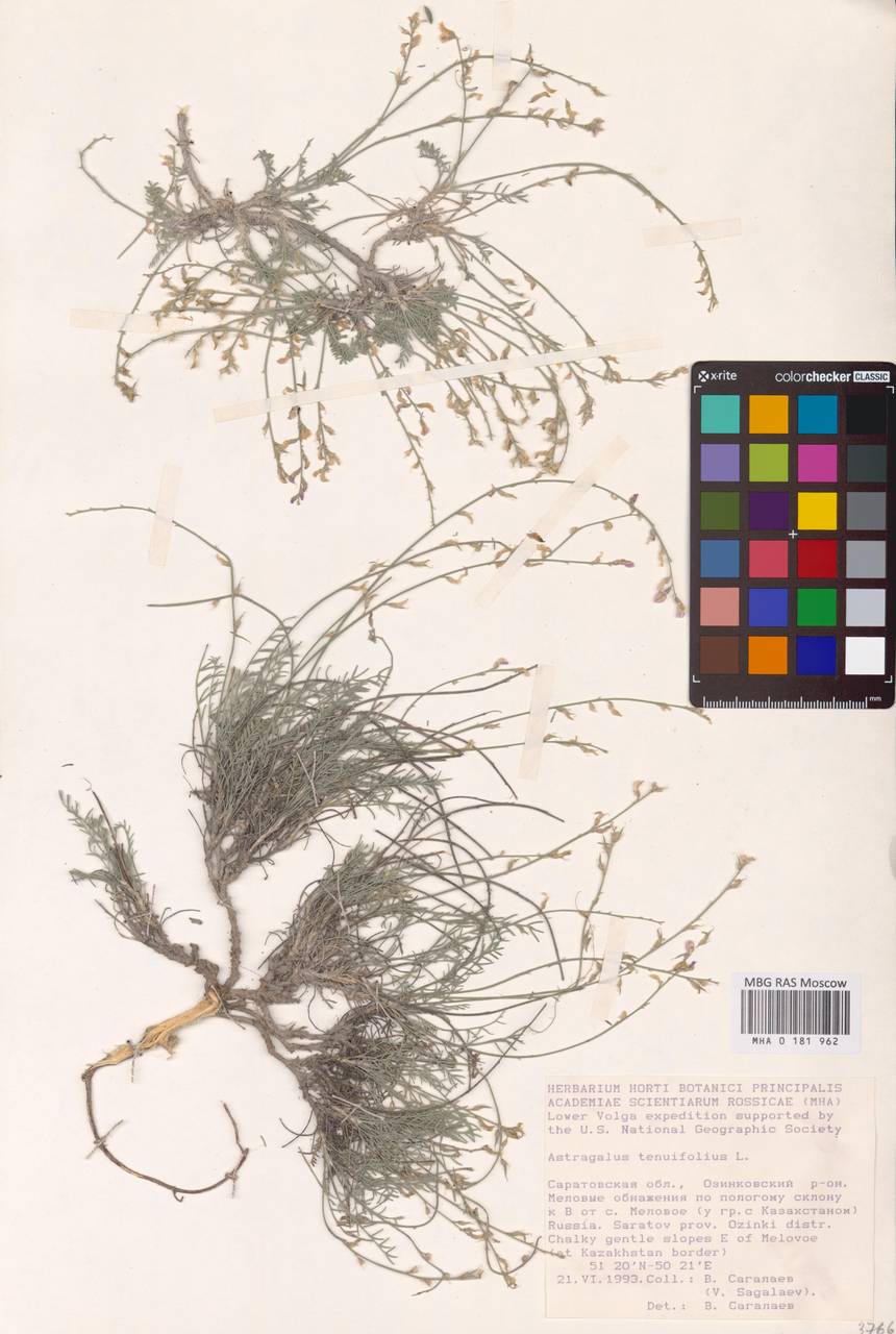 Astragalus scopaeformis Ledeb., Восточная Европа, Нижневолжский район (E9) (Россия)