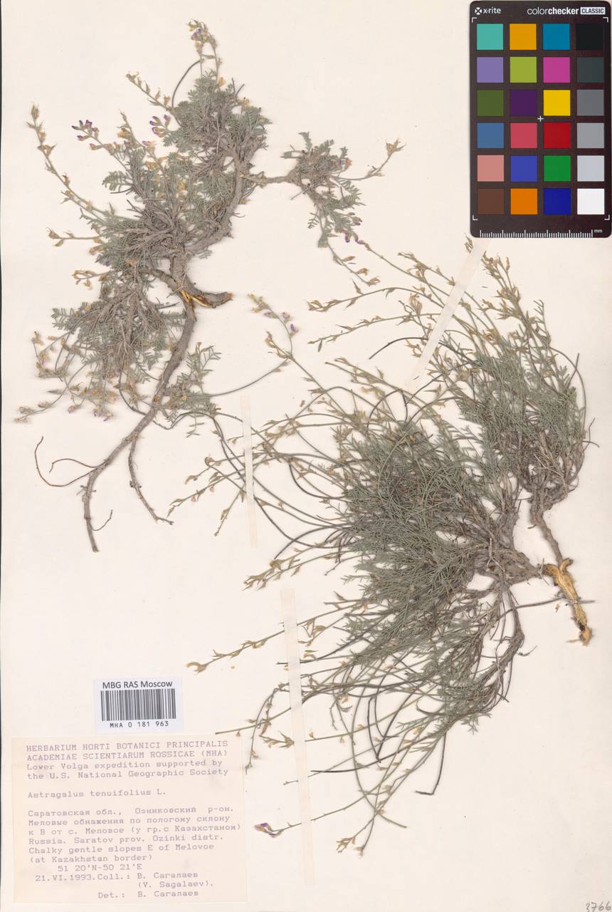 Astragalus scopaeformis Ledeb., Восточная Европа, Нижневолжский район (E9) (Россия)