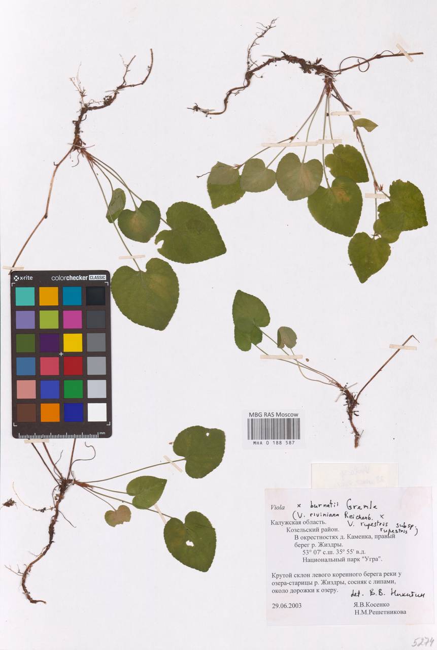 Viola × burnatii Gremli, Восточная Европа, Центральный район (E4) (Россия)