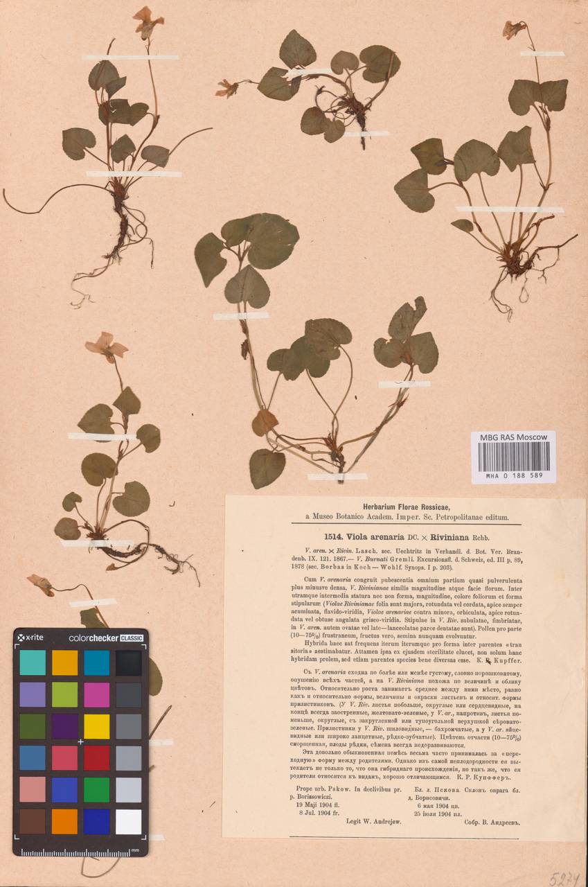 Viola × burnatii Gremli, Восточная Европа, Северо-Западный район (E2) (Россия)