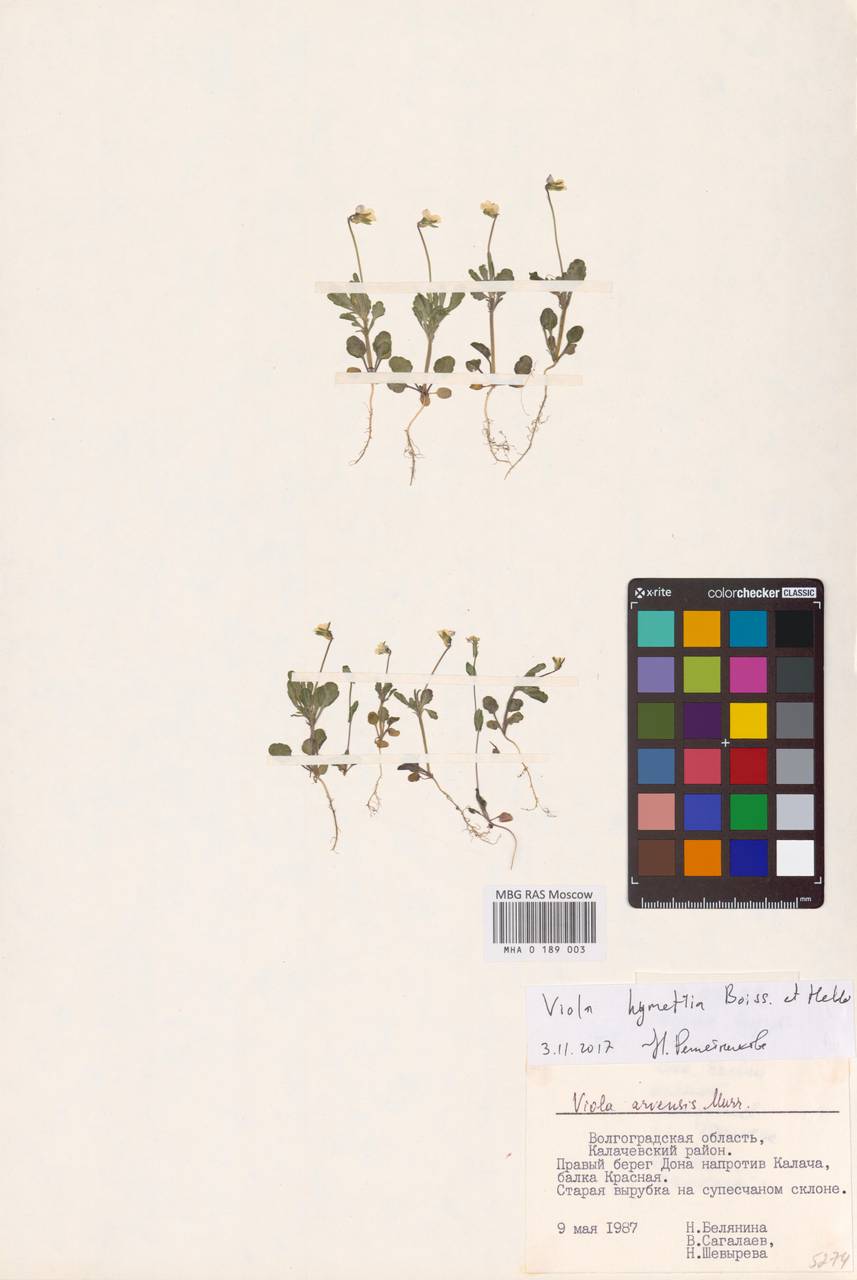 Viola hymettia Boiss. & Heldr., Восточная Европа, Нижневолжский район (E9) (Россия)