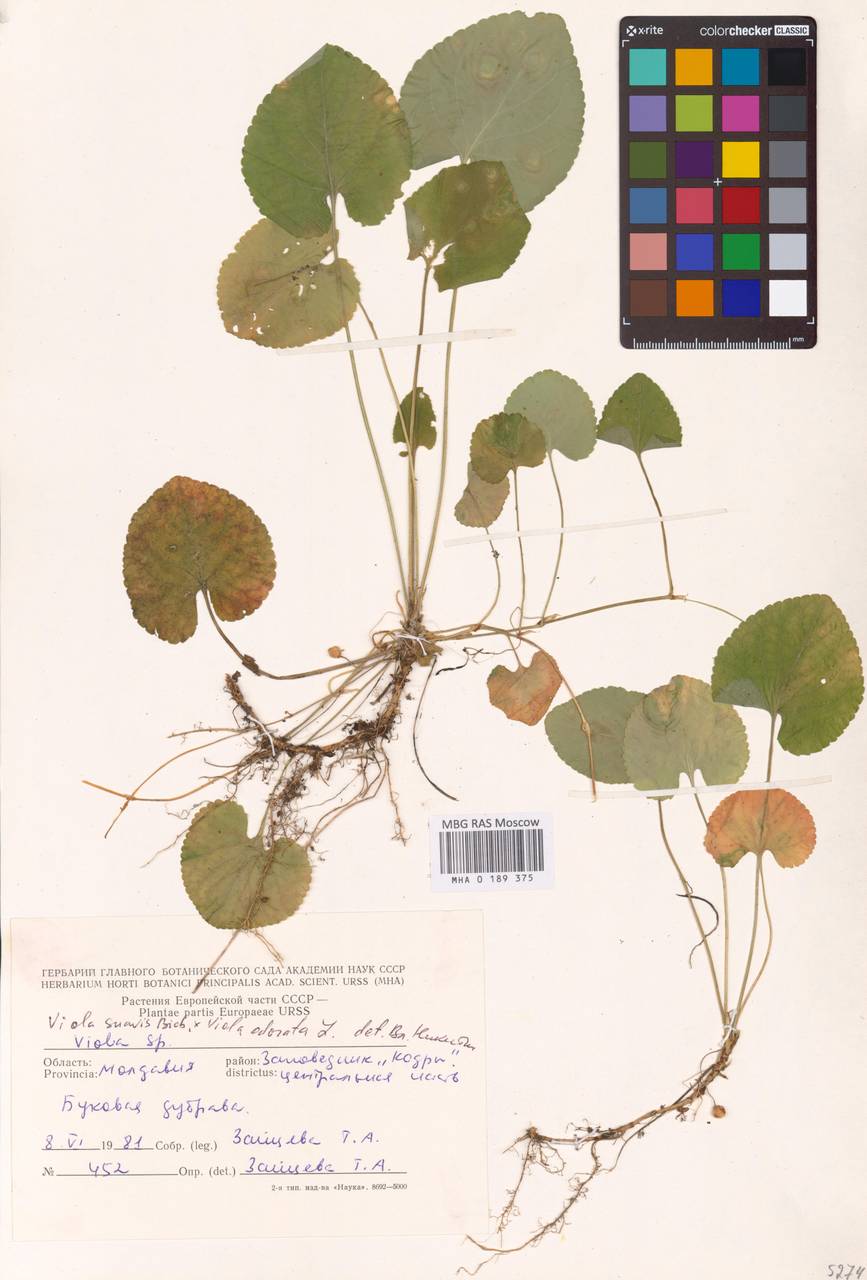 Viola ×vindobonensis Wiesb., Восточная Европа, Молдавия (E13a) (Молдавия)