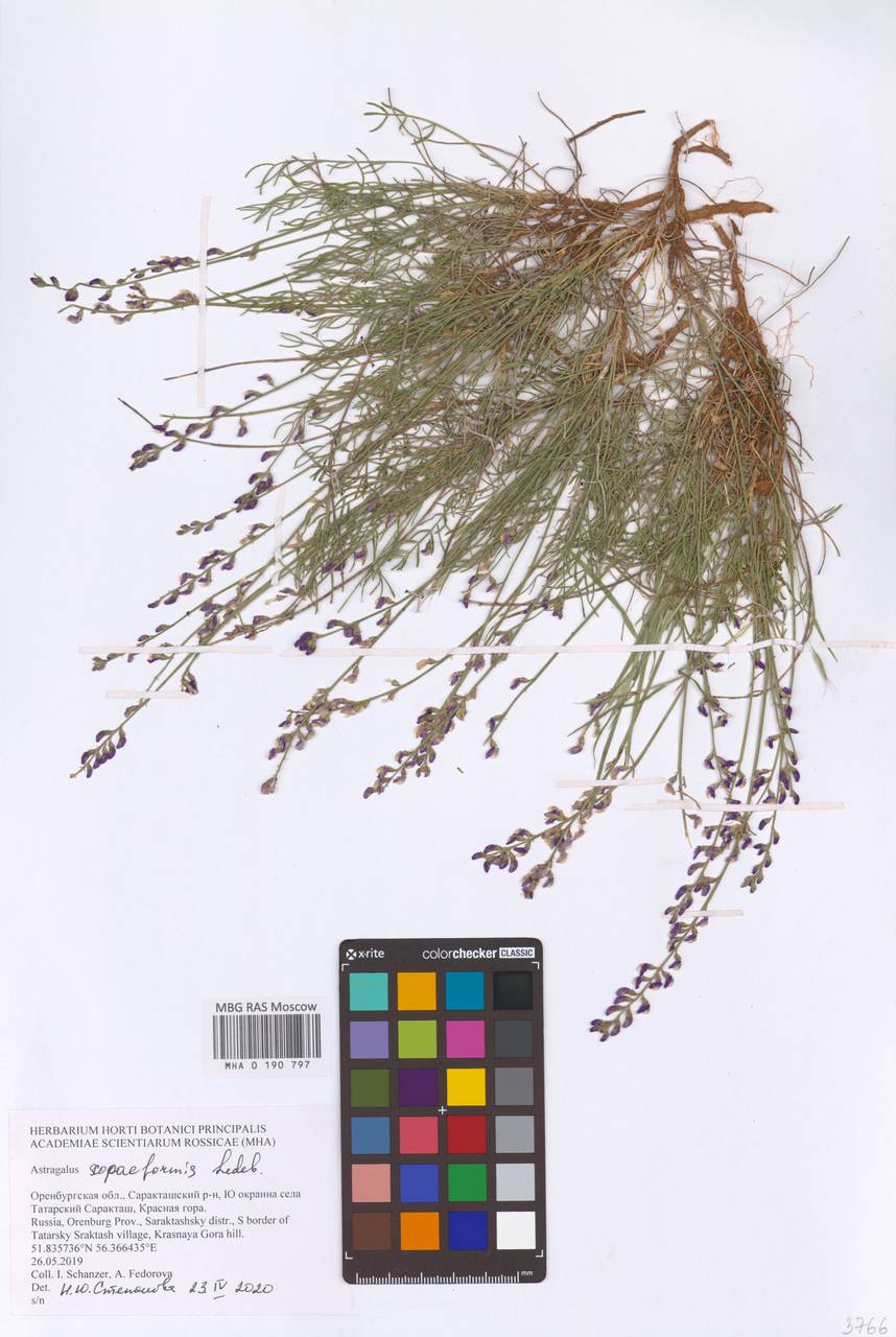 Astragalus scopaeformis Ledeb., Восточная Европа, Восточный район (E10) (Россия)