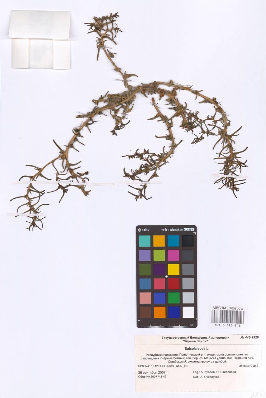 Soda acutifolia (Bunge) Mosyakin, Freitag & Rilke, Восточная Европа, Нижневолжский район (E9) (Россия)