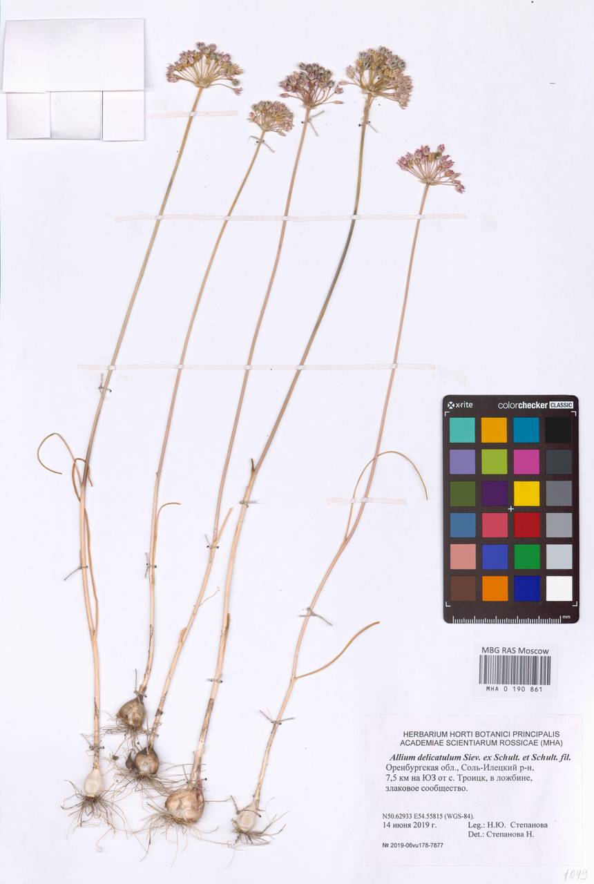 Лук привлекательный Siev. ex Schult. & Schult.f., Восточная Европа, Восточный район (E10) (Россия)