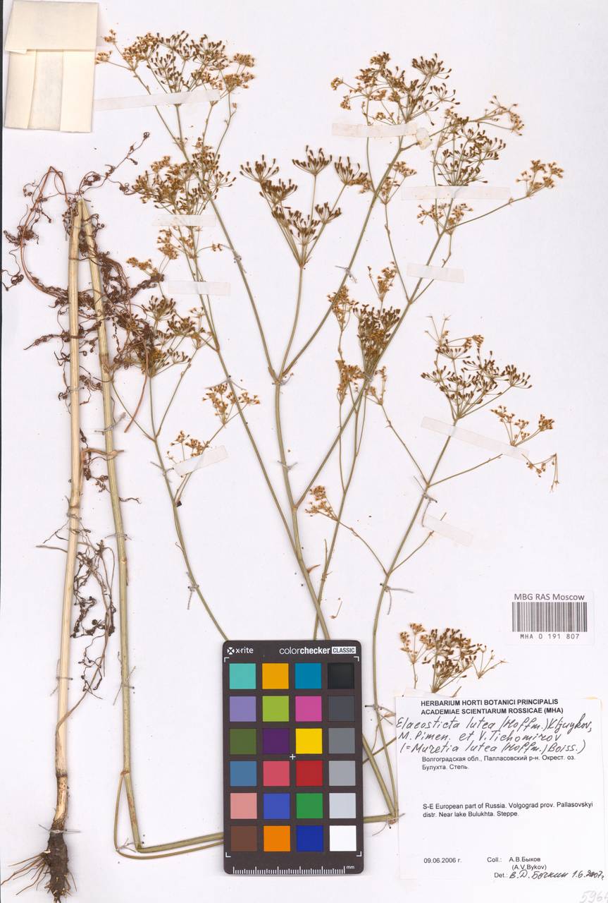 Элеостикта желтая (Hoffm.) Kljuykov, Pimenov & Tikhom., Восточная Европа, Нижневолжский район (E9) (Россия)