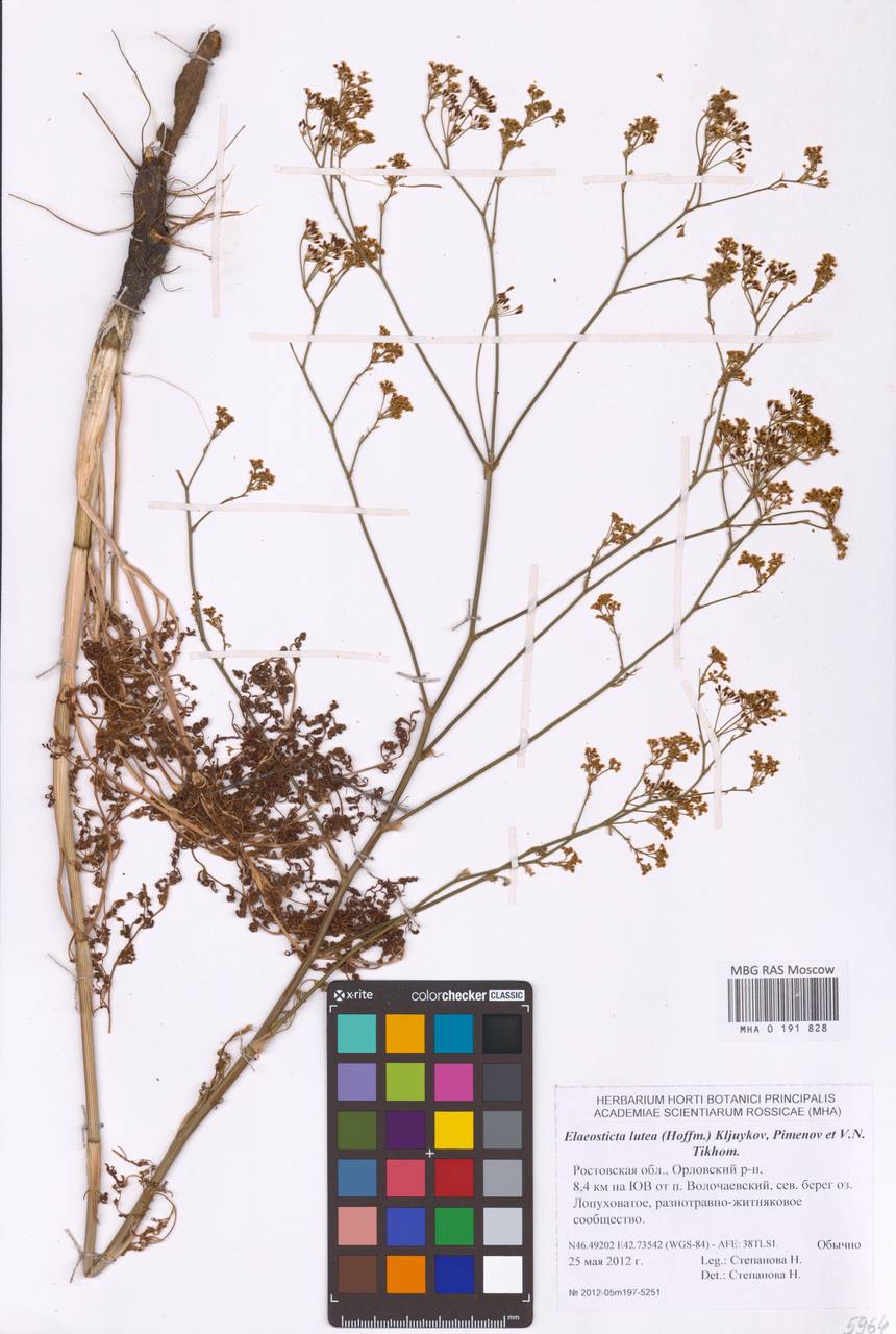 Элеостикта желтая (Hoffm.) Kljuykov, Pimenov & Tikhom., Восточная Европа, Ростовская область (E12a) (Россия)