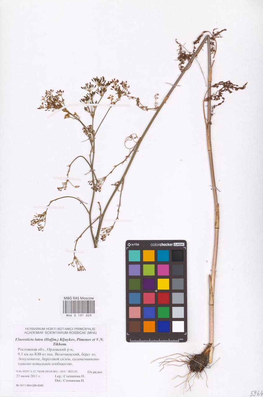 Элеостикта желтая (Hoffm.) Kljuykov, Pimenov & Tikhom., Восточная Европа, Ростовская область (E12a) (Россия)