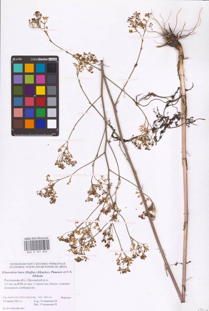 Элеостикта желтая (Hoffm.) Kljuykov, Pimenov & Tikhom., Восточная Европа, Ростовская область (E12a) (Россия)