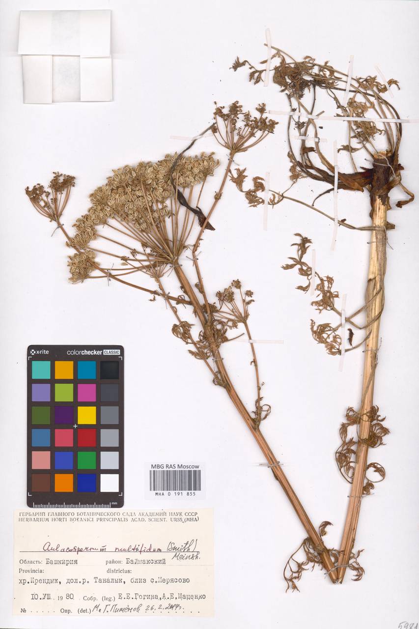 Бороздоплодник многораздельный (Sm.) Meinsh., Восточная Европа, Восточный район (E10) (Россия)