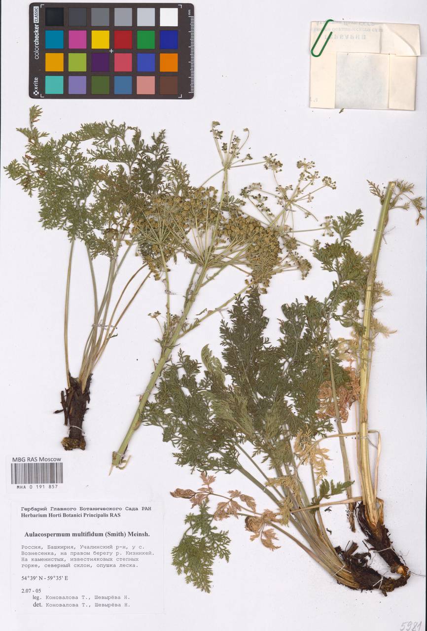 Бороздоплодник многораздельный (Sm.) Meinsh., Восточная Европа, Восточный район (E10) (Россия)