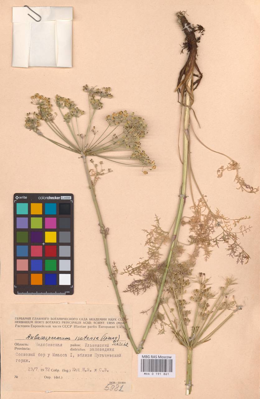 Бороздоплодник многораздельный (Sm.) Meinsh., Восточная Европа, Восточный район (E10) (Россия)