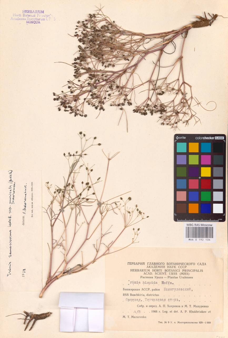 Триния мягкоигольчатая Godet, Восточная Европа, Восточный район (E10) (Россия)