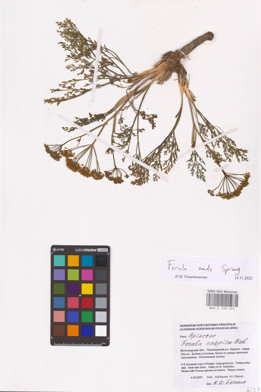 Ферула голая Spreng., Восточная Европа, Нижневолжский район (E9) (Россия)