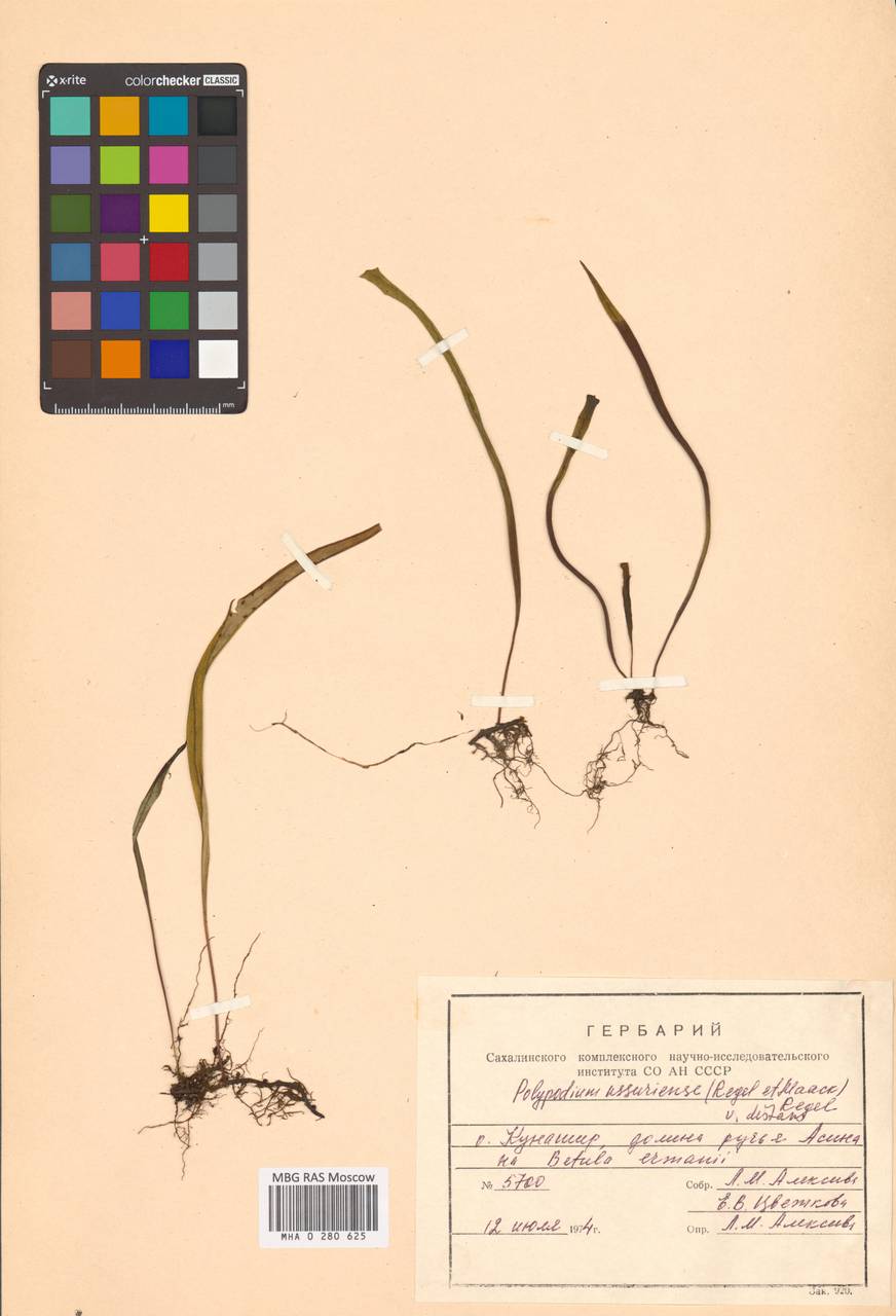 Lepisorus distans (Makino) Ching, Сибирь, Дальний Восток (S6) (Россия)