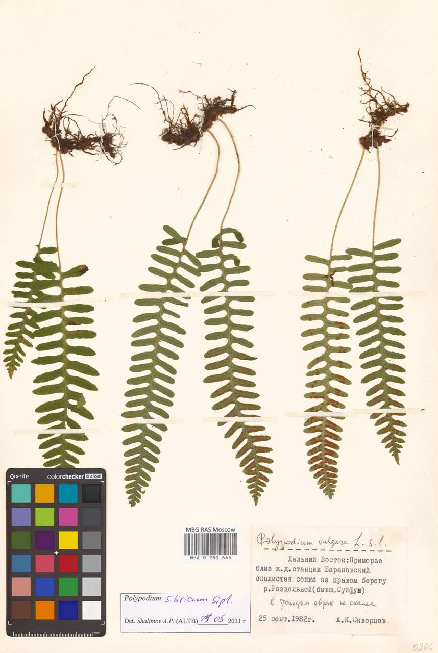 Polypodium fauriei Christ, Сибирь, Дальний Восток (S6) (Россия)