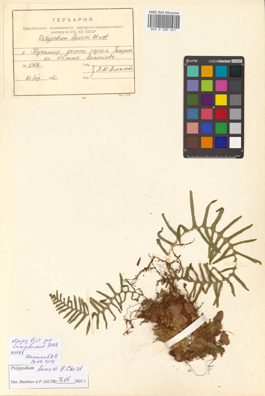 Polypodium fauriei Christ, Сибирь, Дальний Восток (S6) (Россия)