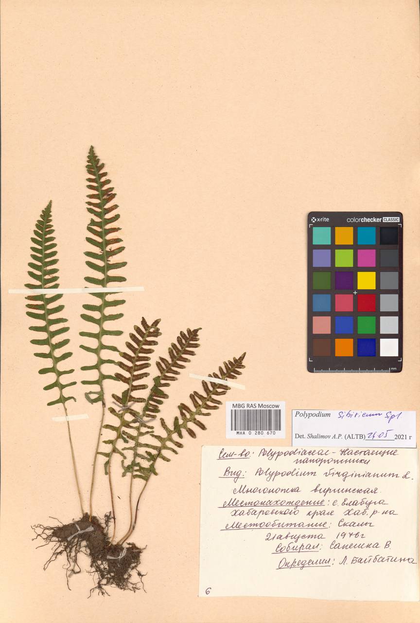 Polypodium fauriei Christ, Сибирь, Дальний Восток (S6) (Россия)