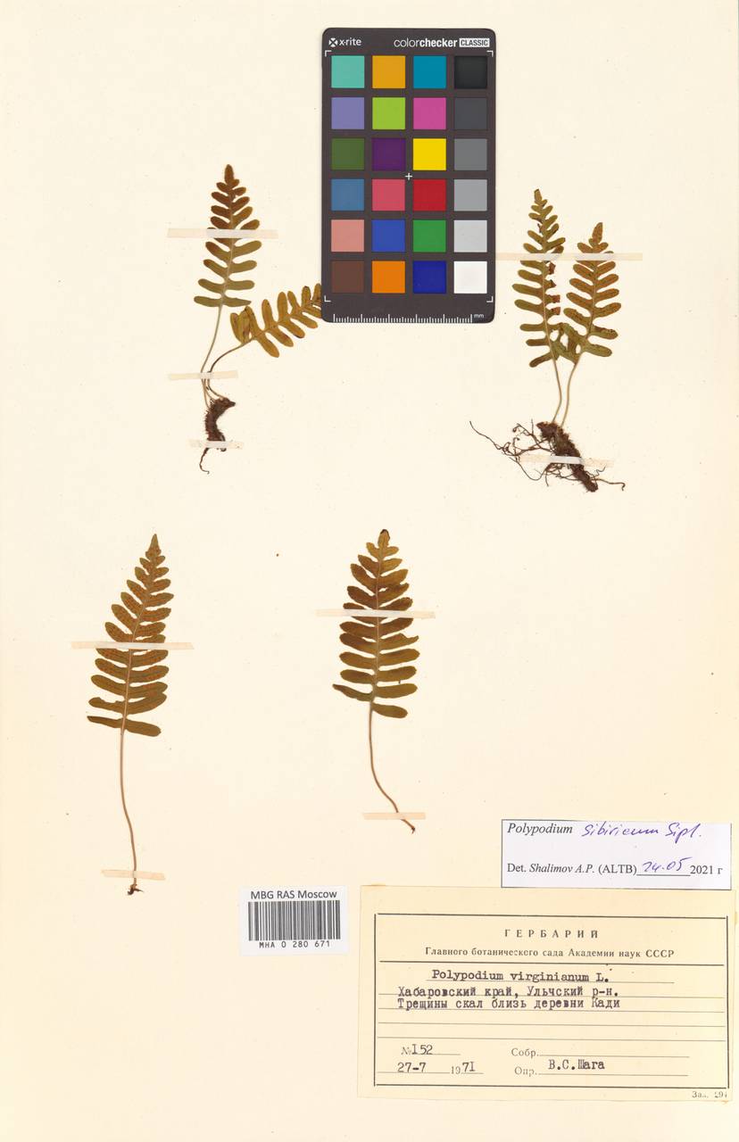 Polypodium fauriei Christ, Сибирь, Дальний Восток (S6) (Россия)