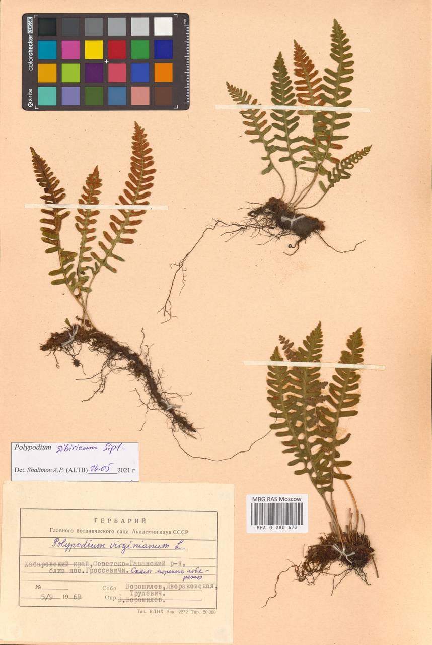 Polypodium fauriei Christ, Сибирь, Дальний Восток (S6) (Россия)