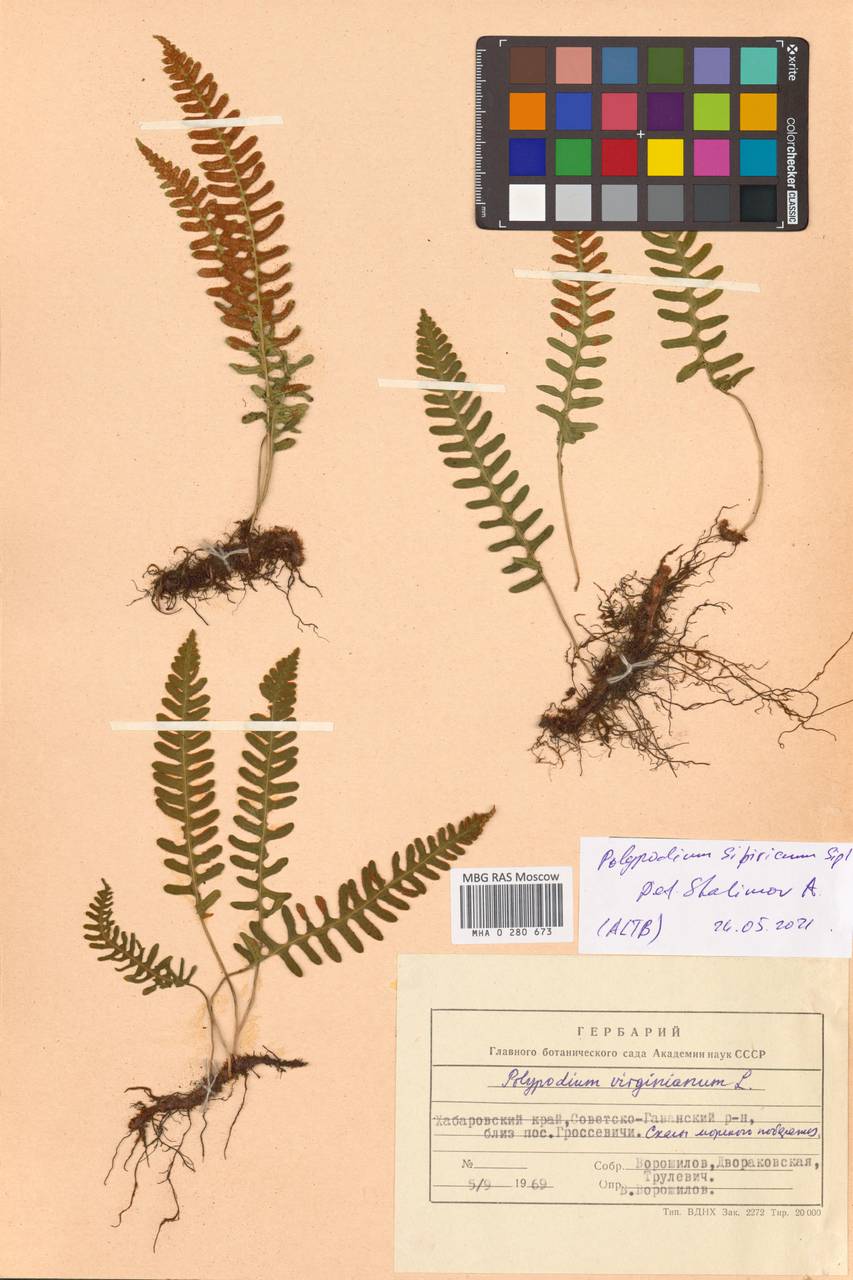 Polypodium fauriei Christ, Сибирь, Дальний Восток (S6) (Россия)