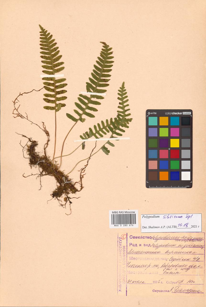 Polypodium fauriei Christ, Сибирь, Дальний Восток (S6) (Россия)