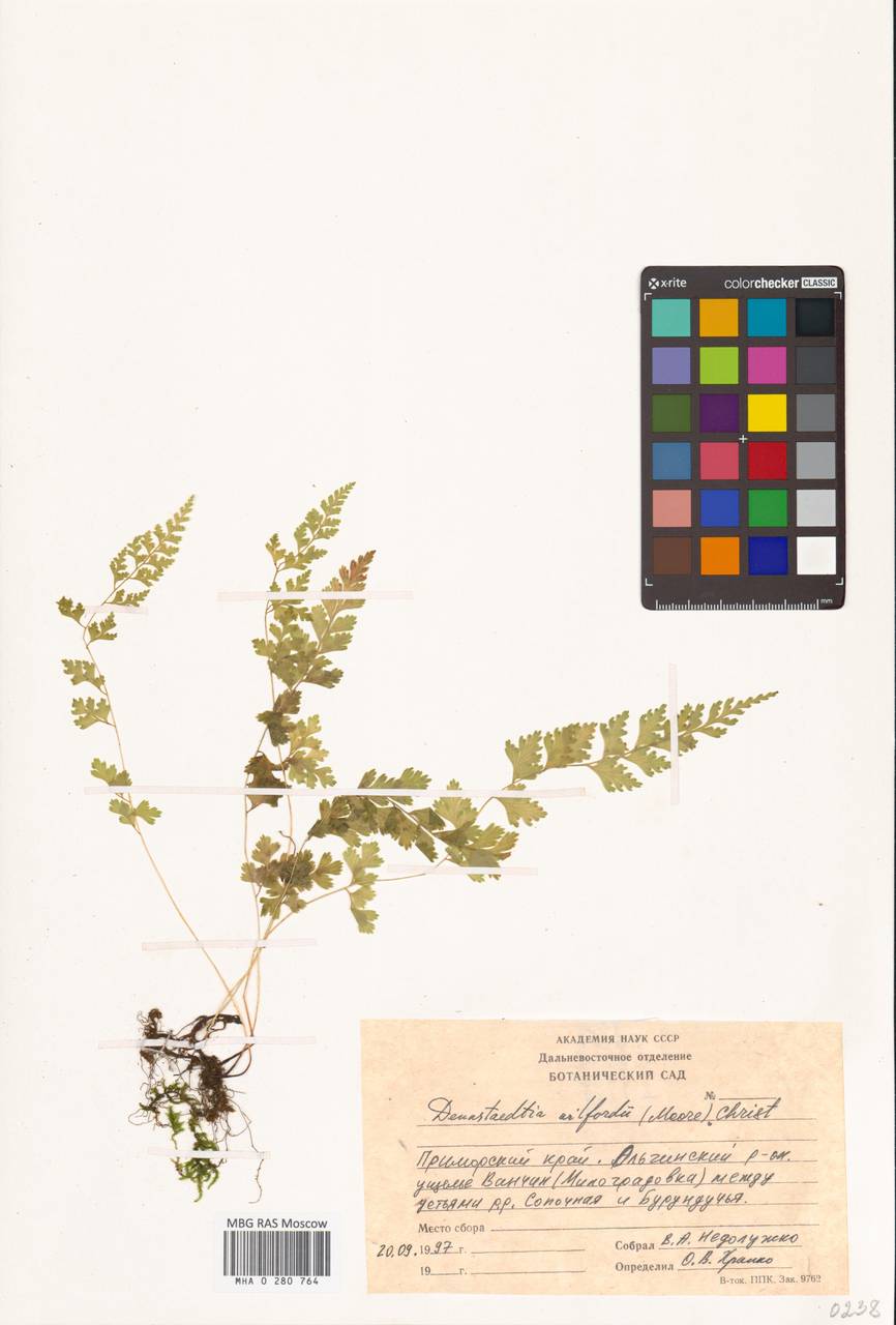 Sitobolium wilfordii (T. Moore) L. A. Triana & Sundue, Сибирь, Дальний Восток (S6) (Россия)