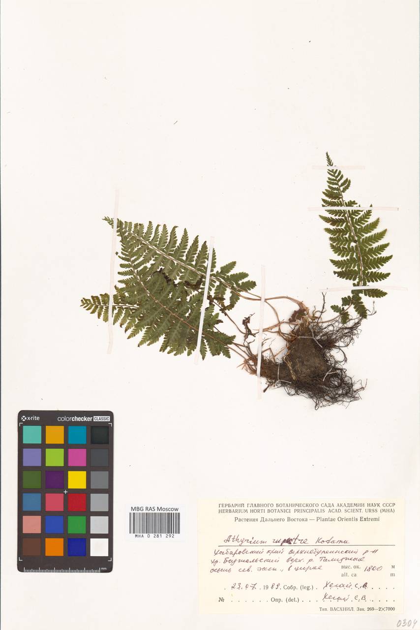 Athyrium fallaciosum Milde, Сибирь, Дальний Восток (S6) (Россия)