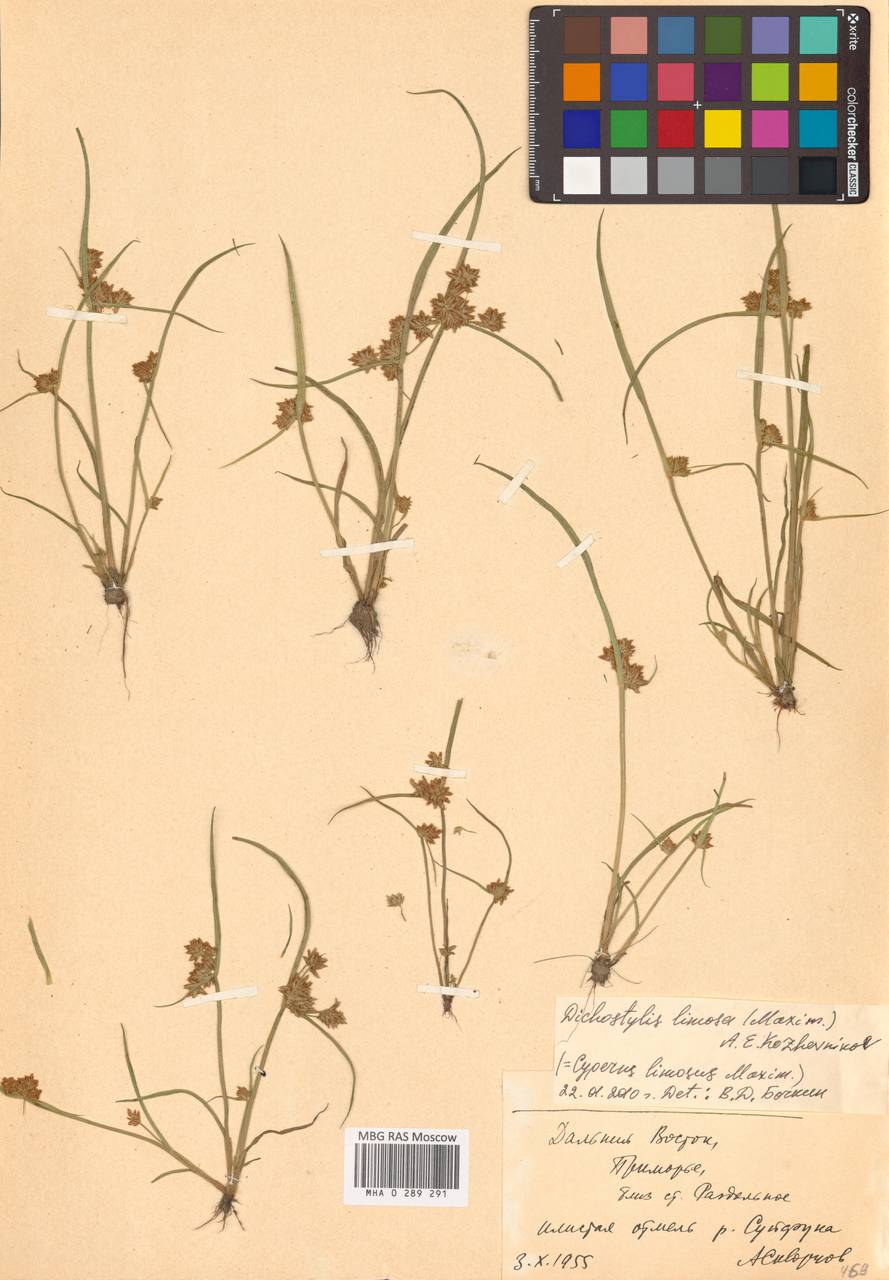 Сыть илистая Maxim., Сибирь, Дальний Восток (S6) (Россия)