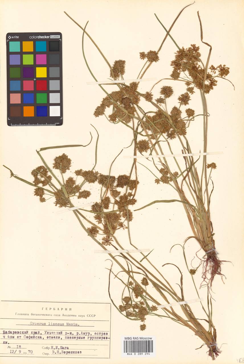 Сыть илистая Maxim., Сибирь, Дальний Восток (S6) (Россия)