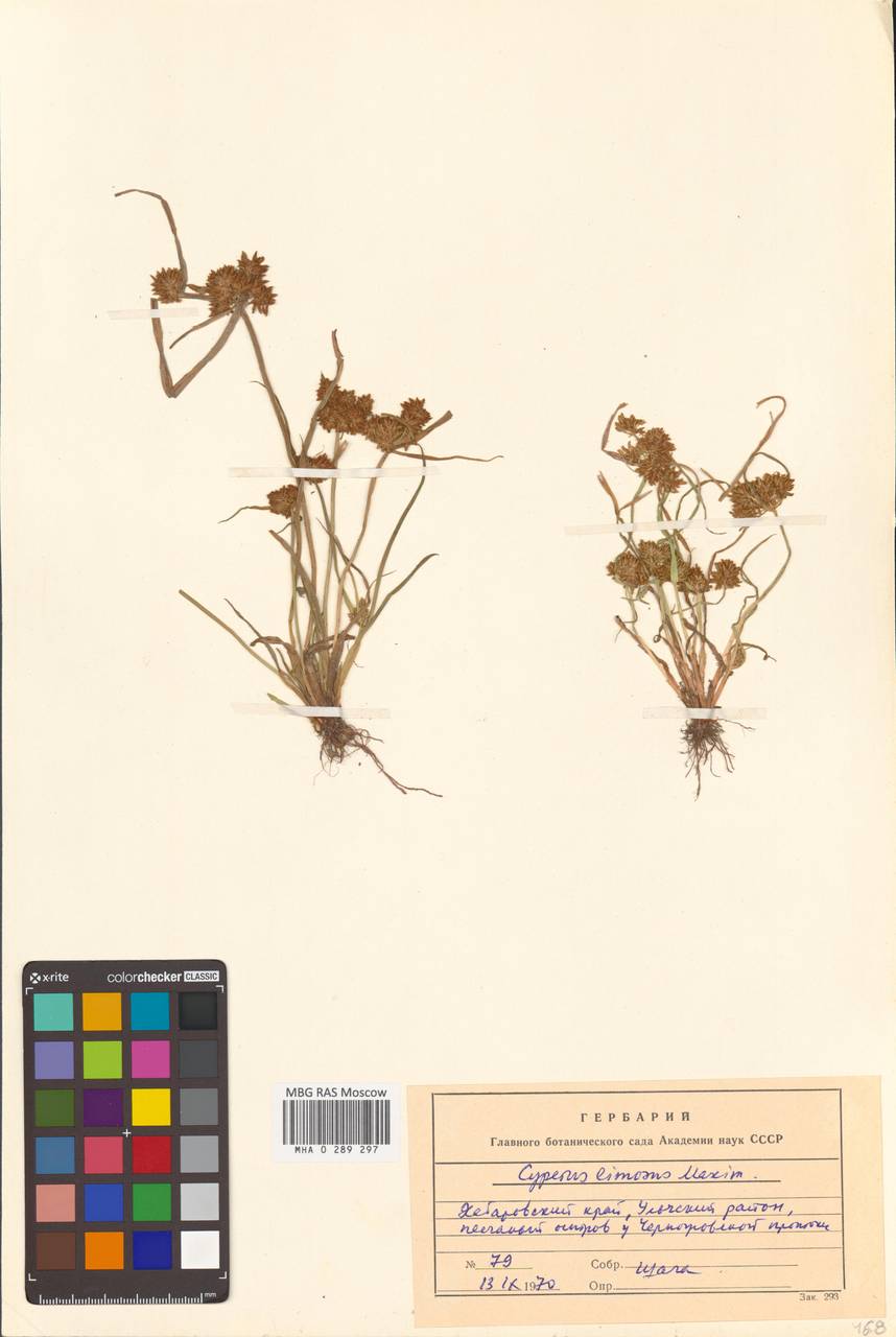 Сыть илистая Maxim., Сибирь, Дальний Восток (S6) (Россия)