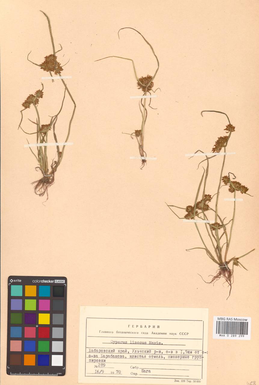 Сыть илистая Maxim., Сибирь, Дальний Восток (S6) (Россия)