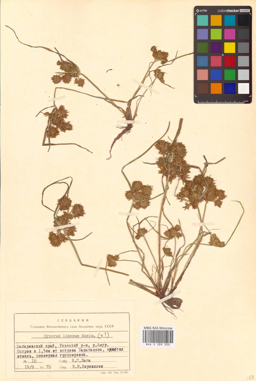 Сыть илистая Maxim., Сибирь, Дальний Восток (S6) (Россия)