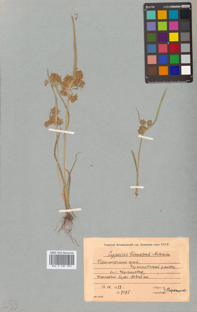 Сыть илистая Maxim., Сибирь, Дальний Восток (S6) (Россия)