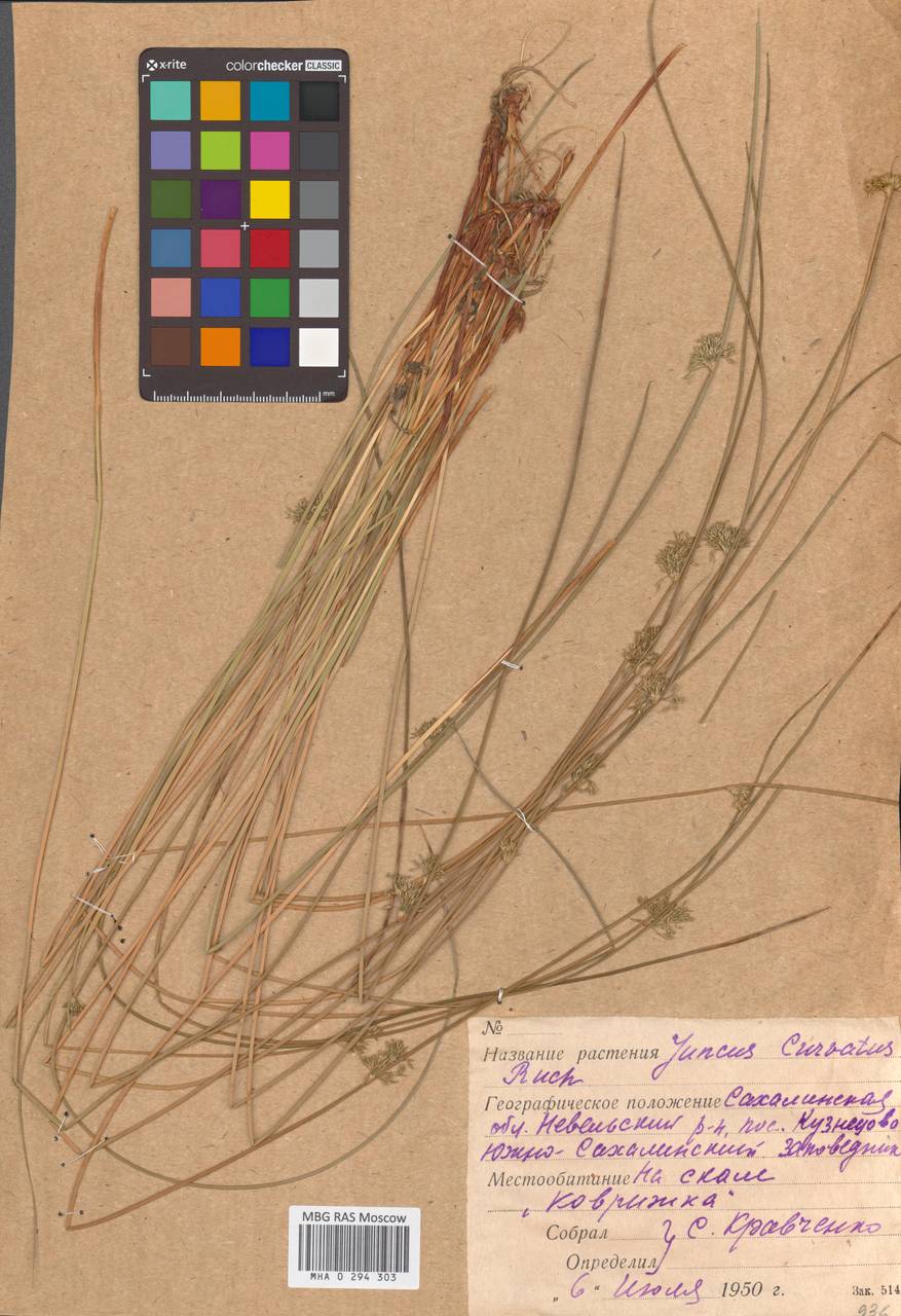 Juncus curvatus Buchenau, Сибирь, Дальний Восток (S6) (Россия)
