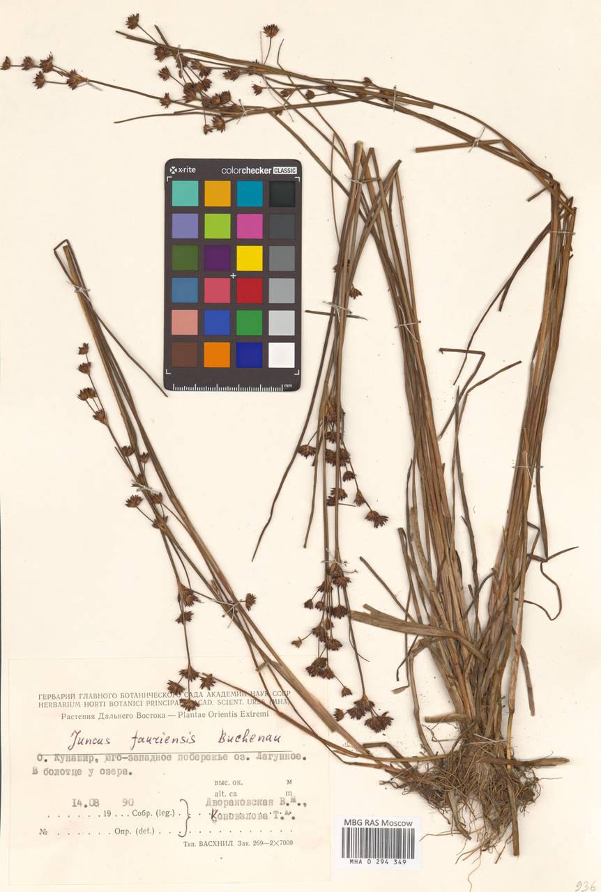 Ситник Фори Buchenau, Сибирь, Дальний Восток (S6) (Россия)